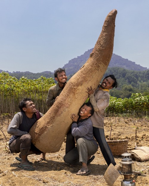 Sukun King Size "New"