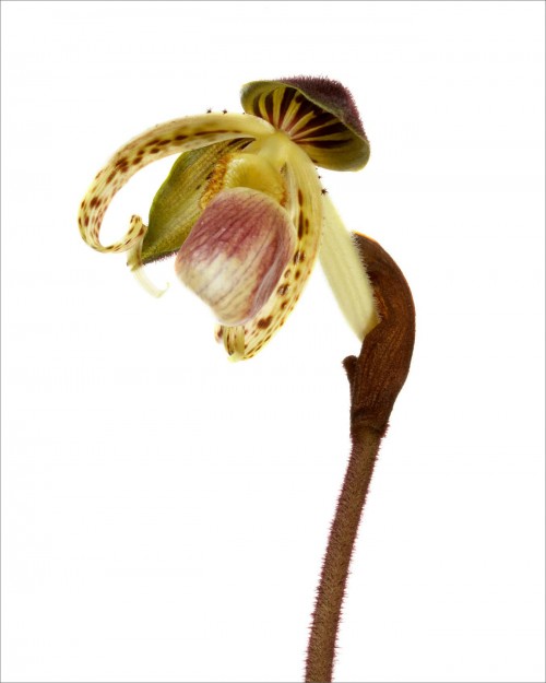 National Geographic "Rare Orchids"