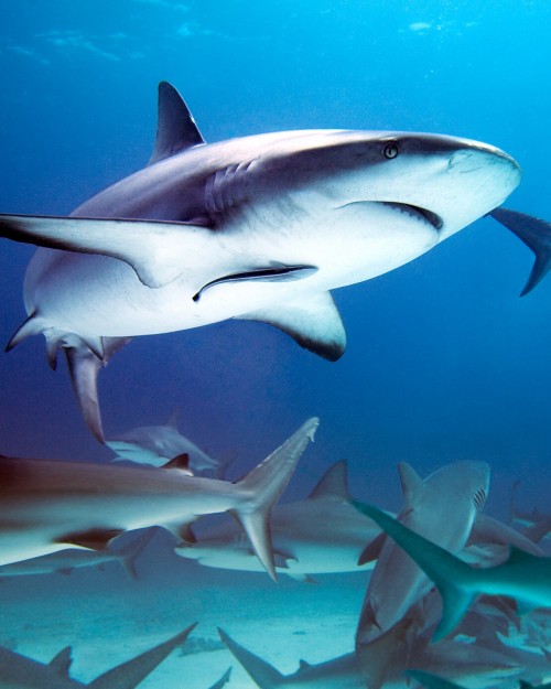 The Bahamas Grey Sharks