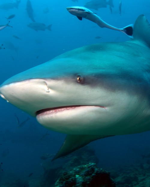 Fiji Bull Shark