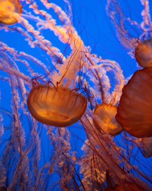 Monterey Aquarium