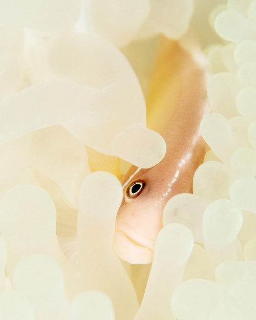 Underwater Compilation